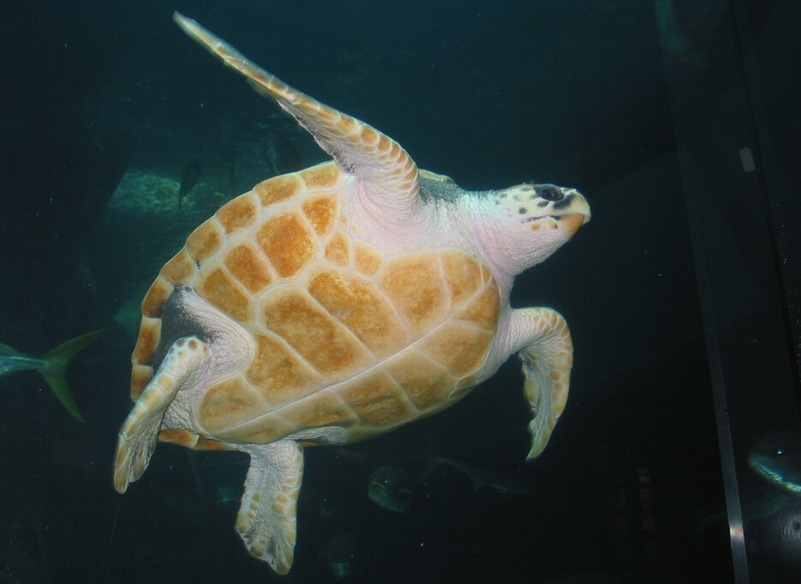V akváriu - želva