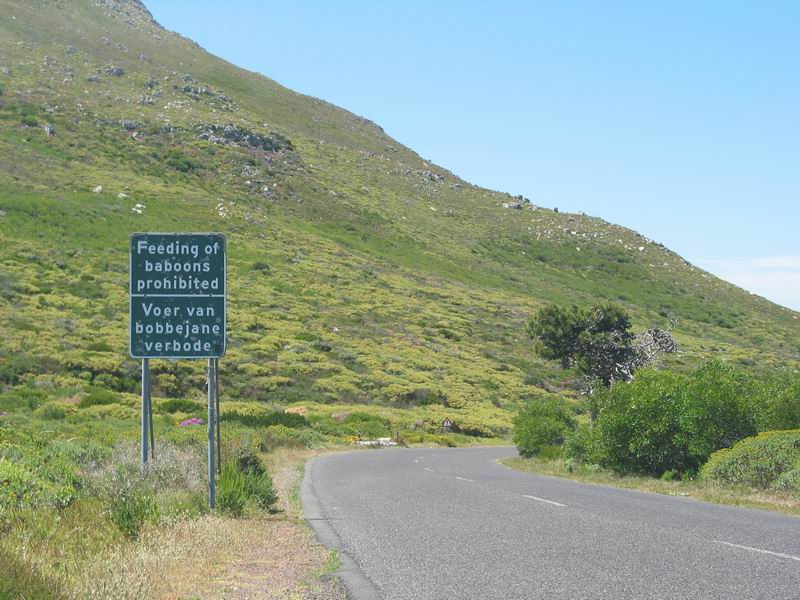 Kapský poloostrov - nekrmte paviány