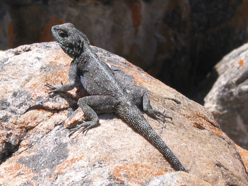 Kapský poloostrov - ještěr