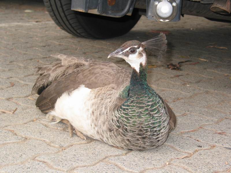 Odpočívající pávec