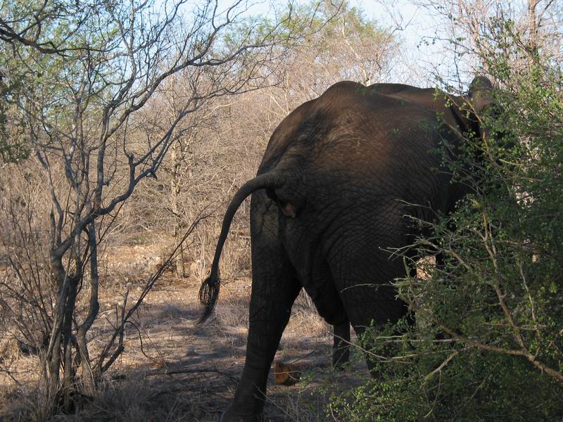 Slon sere, hovno letí