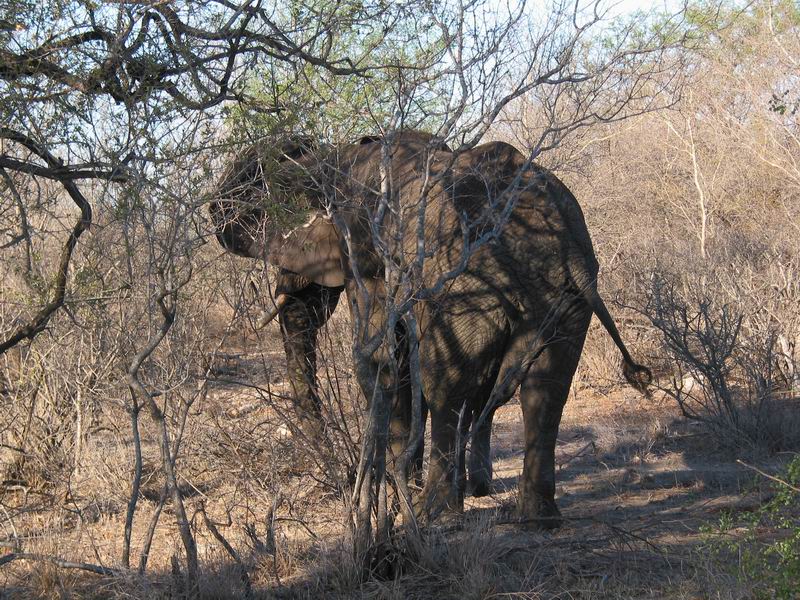 Pátá noha mezi nohama