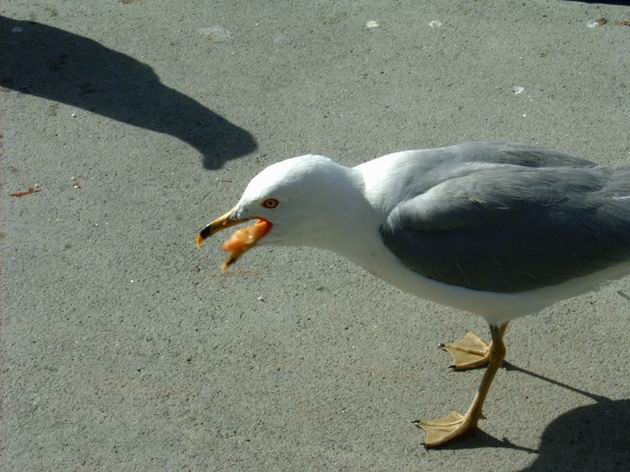 zlobící se racek právě poznal českou lakotu