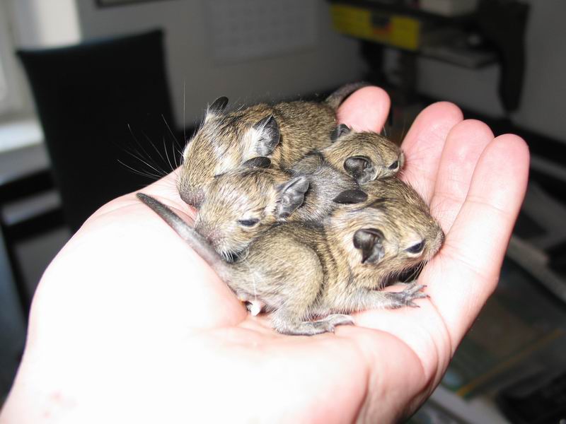 Tejden starý týpci