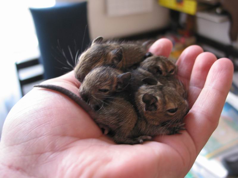 Tejden starý týpci