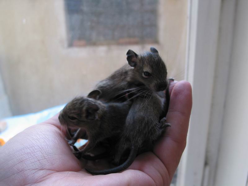 Tejden starý týpci