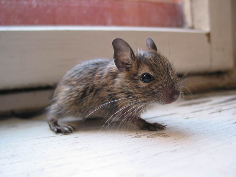 Nejmenší a nejslabší modelem