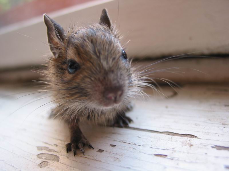 Nejmenší a nejslabší modelem