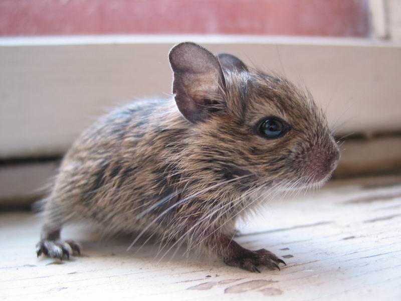 Nejmenší a nejslabší modelem