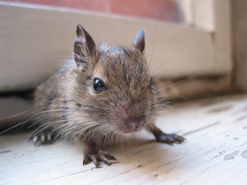 Nejmenší a nejslabší modelem