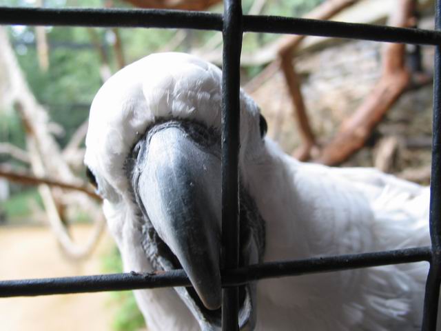 Kakadů rváč a zloděj...