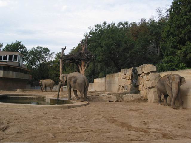 Sloni indičtí (viz webcam)