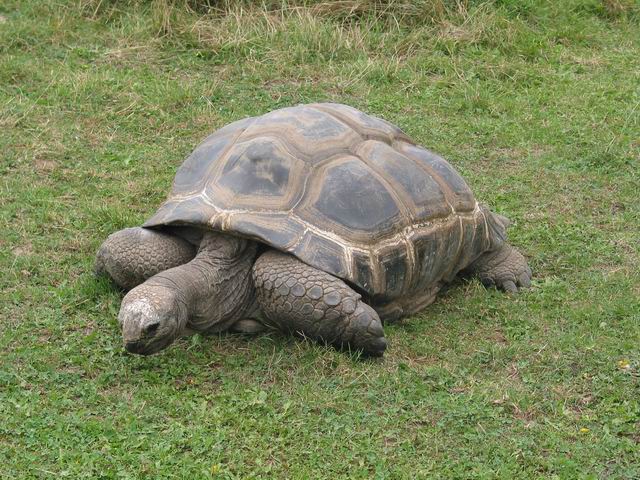 Velká želva