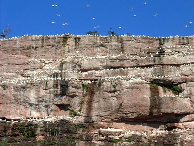 ptačí kolonie kvůli který je ostrov národní park