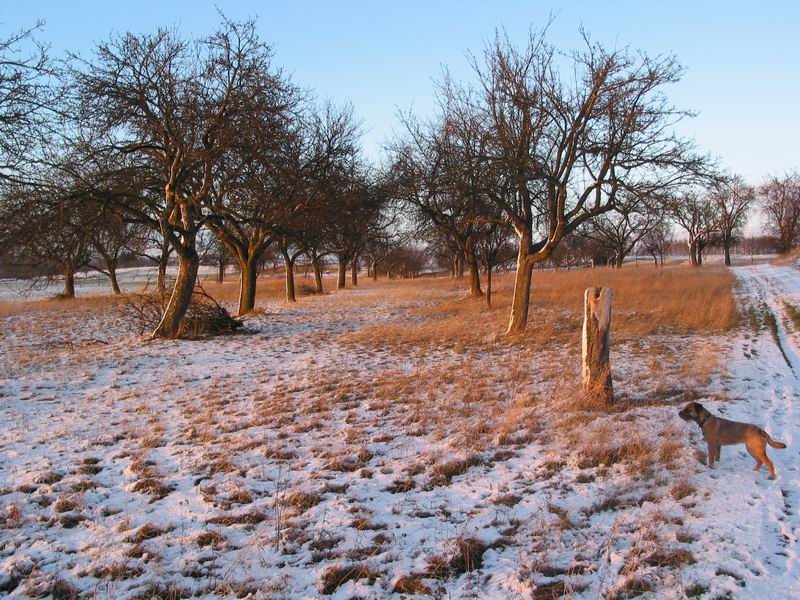 eliška v ovocnej áleji