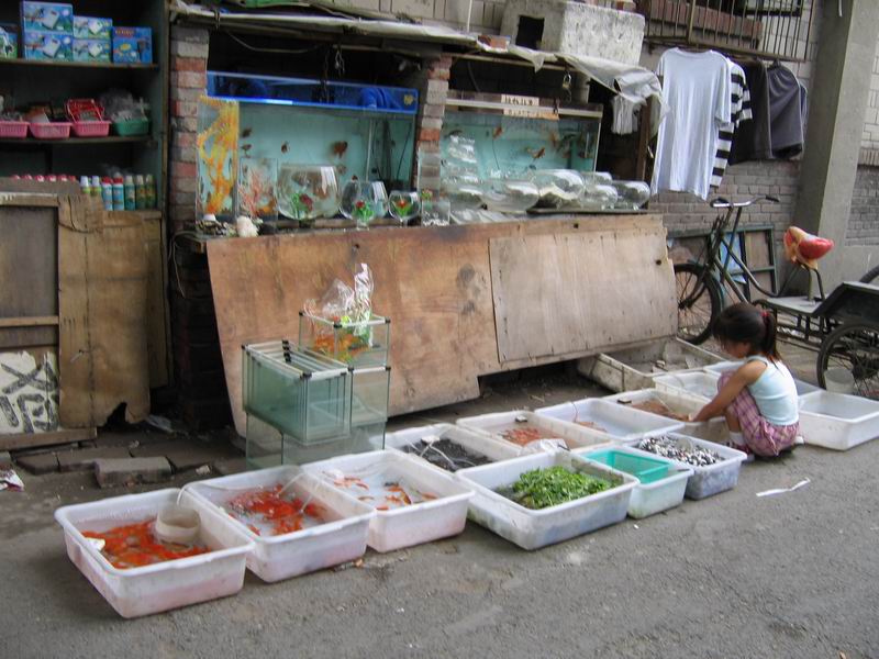 Hutong - akvaristika