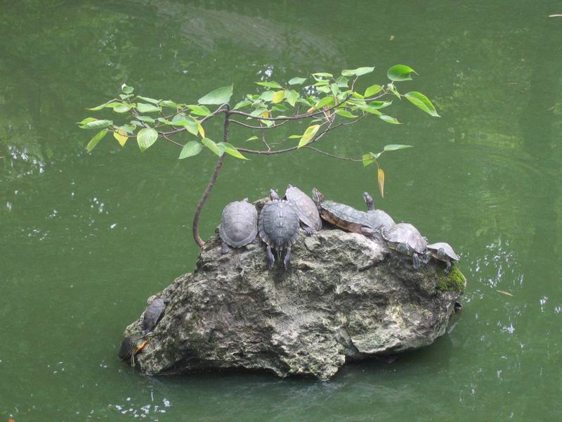 Chengdu - želvičky v jezírku v klášteře Wenshu