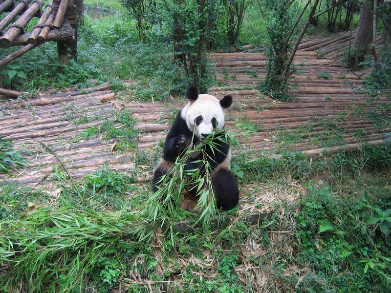Panda pojídá bambus