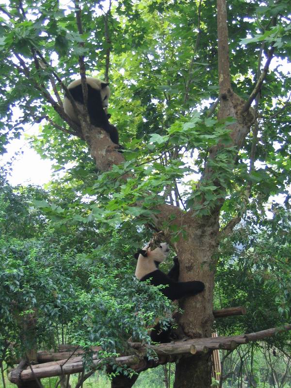 Panda leze za pandou