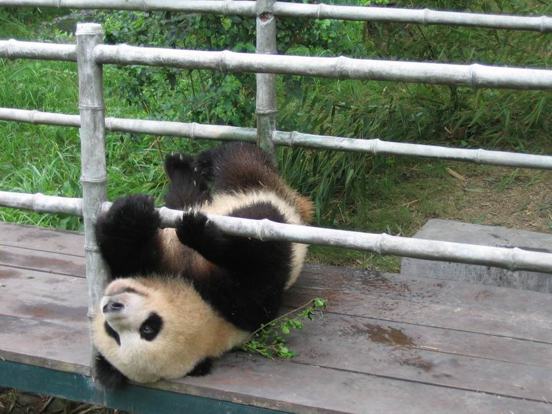 Panda se válí na zádech