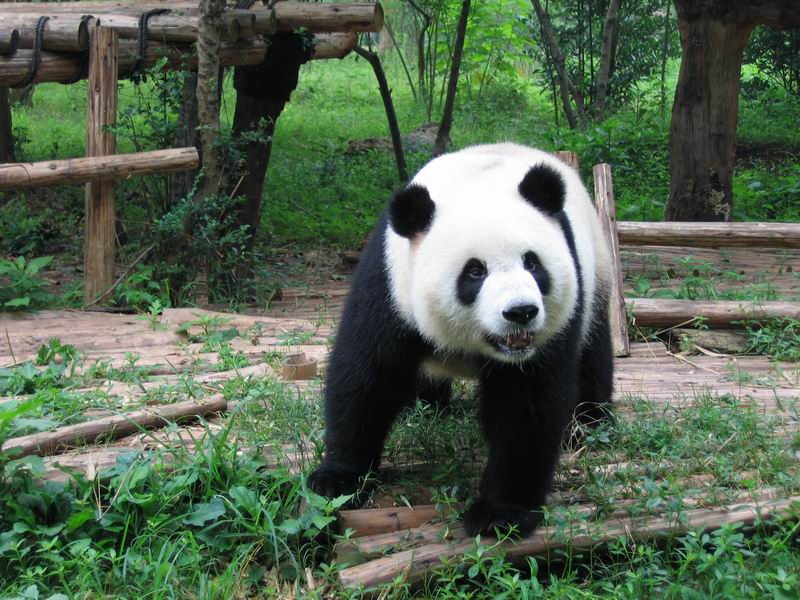 Panda neni zas tak úplně malej medvídek