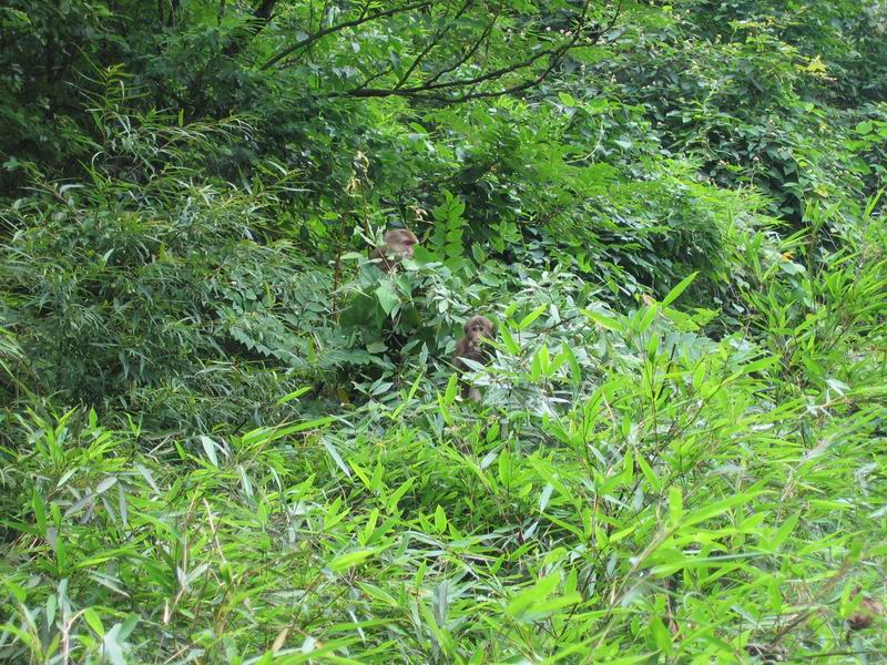 Emei Shan - kdo to na nás vykukuje z křoví?