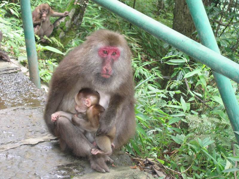 Emei Shan - maminka s děťátkem