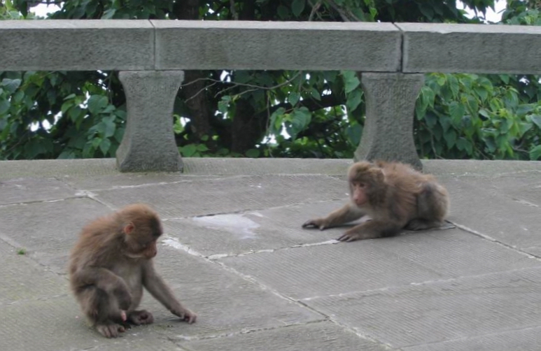 Emei Shan - Xixiangchi Palace - 2 parťáci