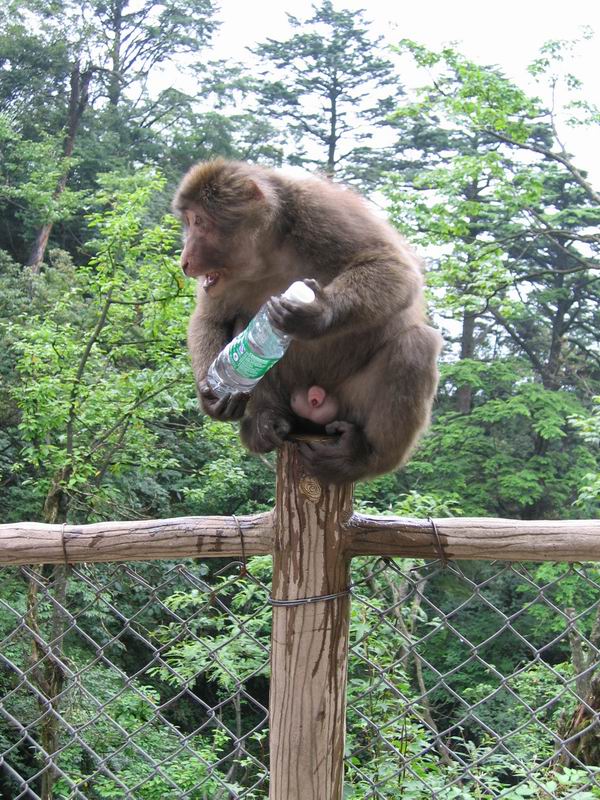 Emei Shan - pohodář