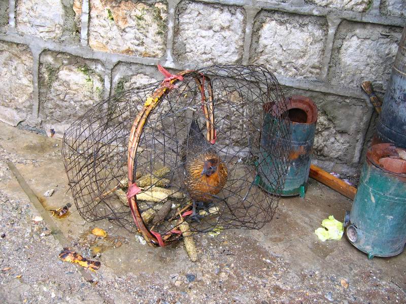 Jačí louka - slepička v kurníku