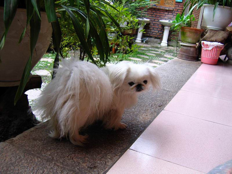 Lijiang - No.68 Inn - BjeBje