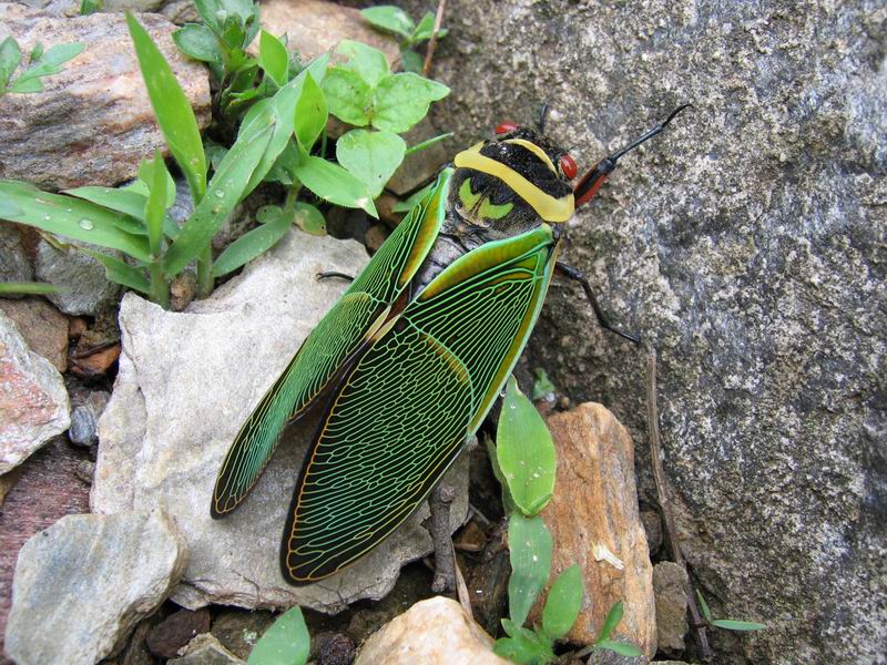 TLG - zase jeden brouček