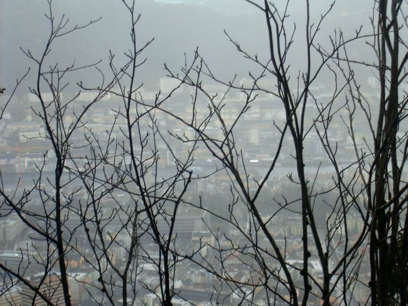 bergen zpoza větvoví